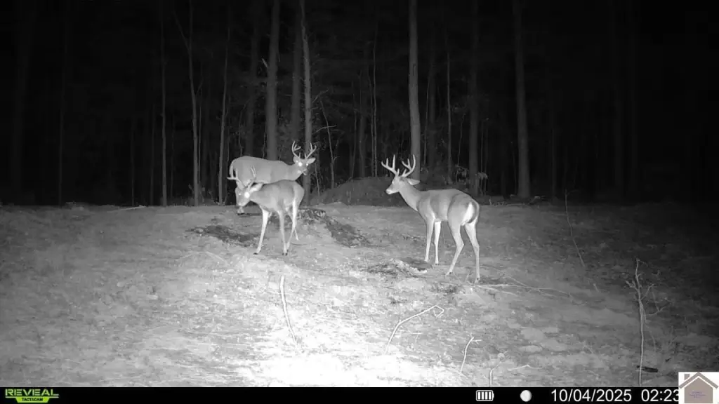 Picture 4