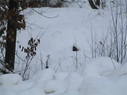 Wooded Lot with Lake Access