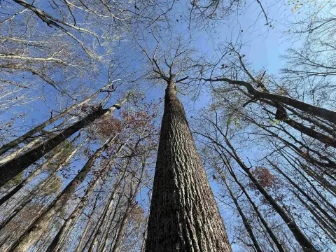 Gadsden Acreage with Recreational Potential