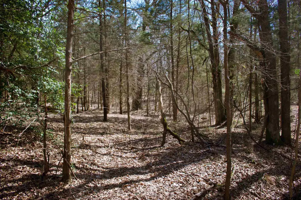 Picture 8