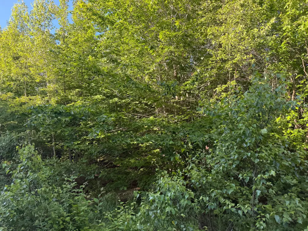 Picture 15