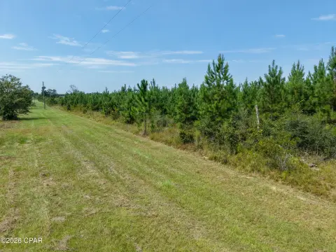 Pine Plantation Hunting Land