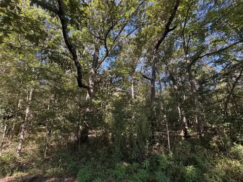 Thicket, TX Acreage Opportunity
