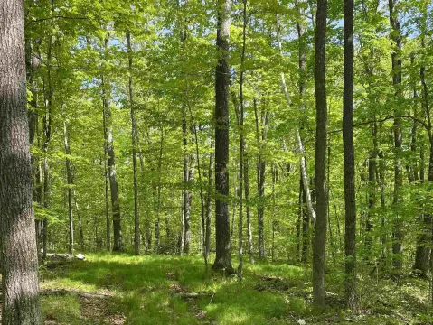 Wooded Land Near Hayward, WI