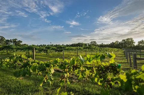Troup, TX Land with Vineyard