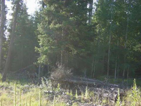 Land Near Middle Thompson Lake