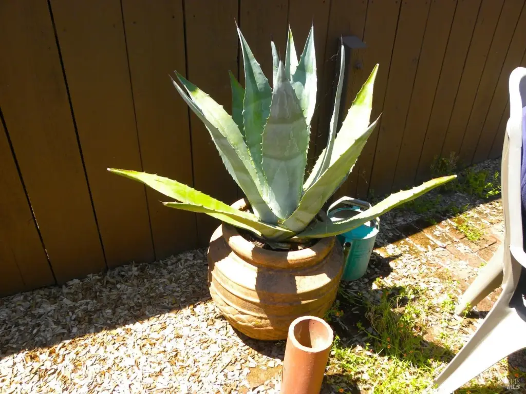 Picture 14