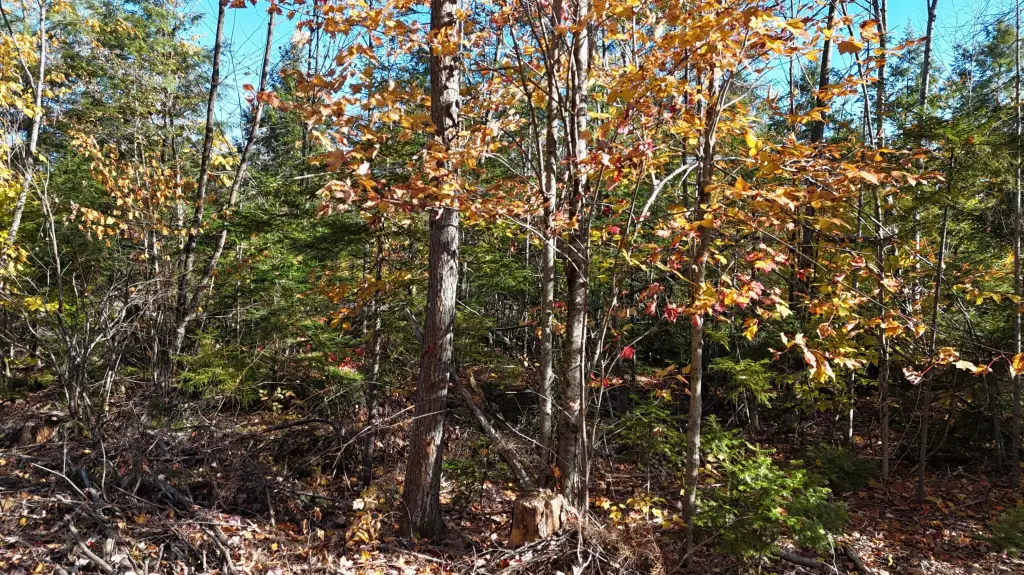 Picture 5
