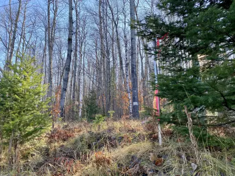 Wooded Lots in Wolverine, MI