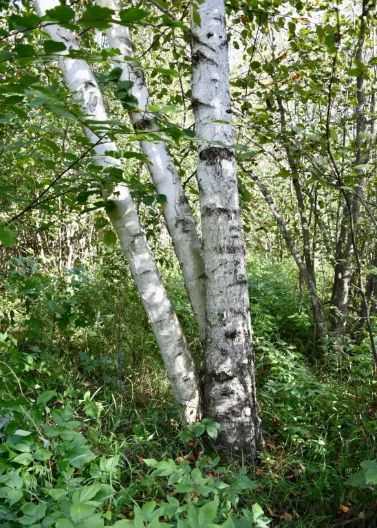 Picture 33