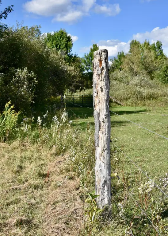 Picture 29