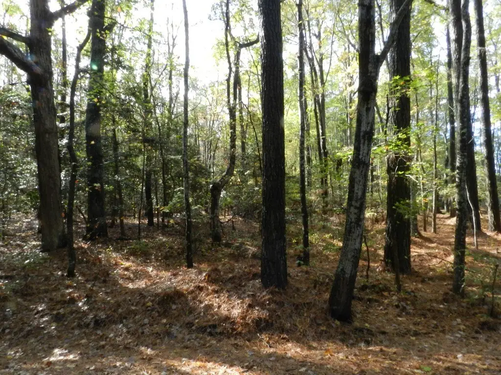 Picture 6