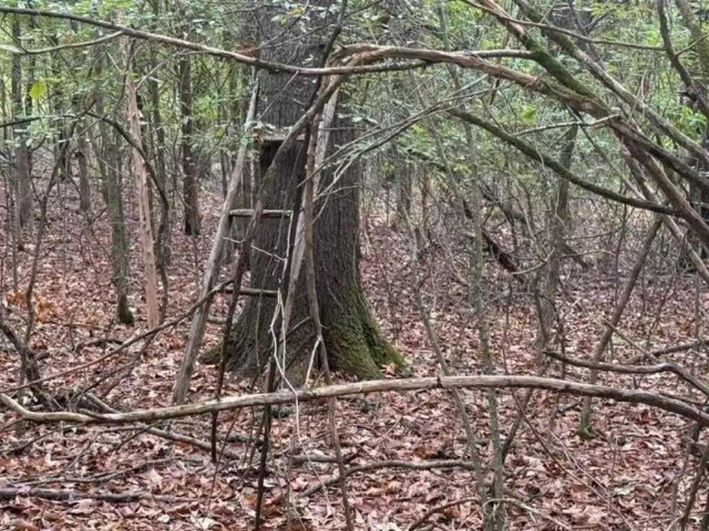 Picture 8