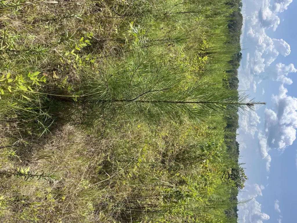 Picture 3