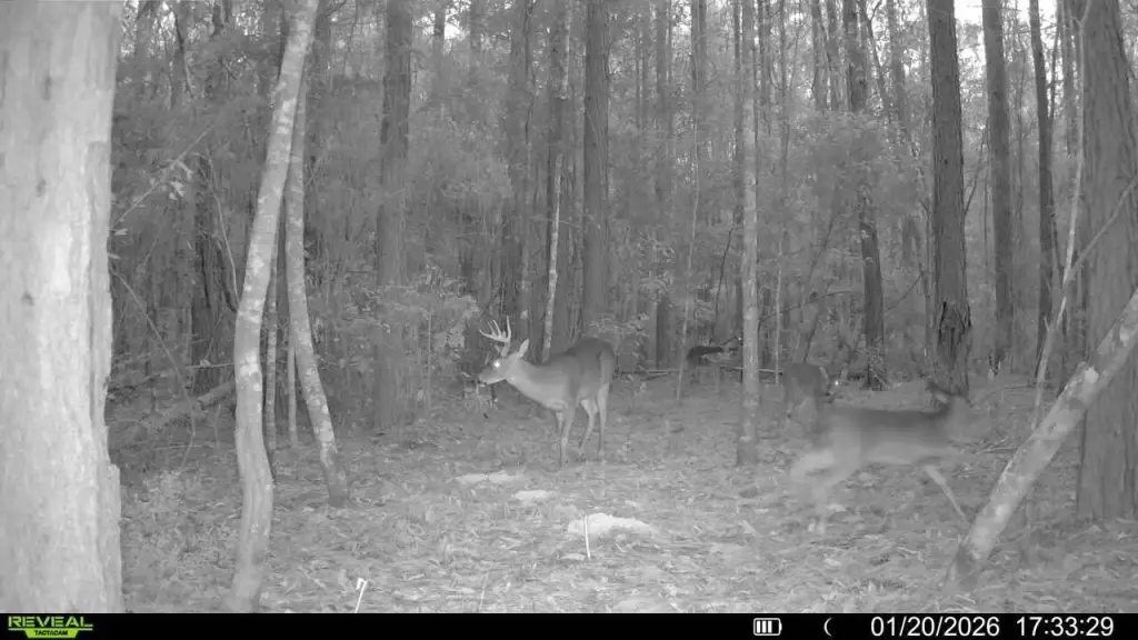 Picture 13