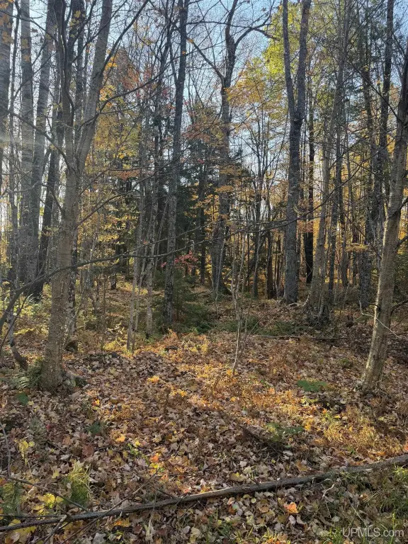 Picture 5