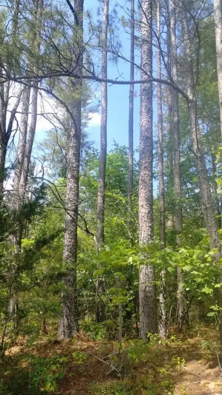 Picture 8