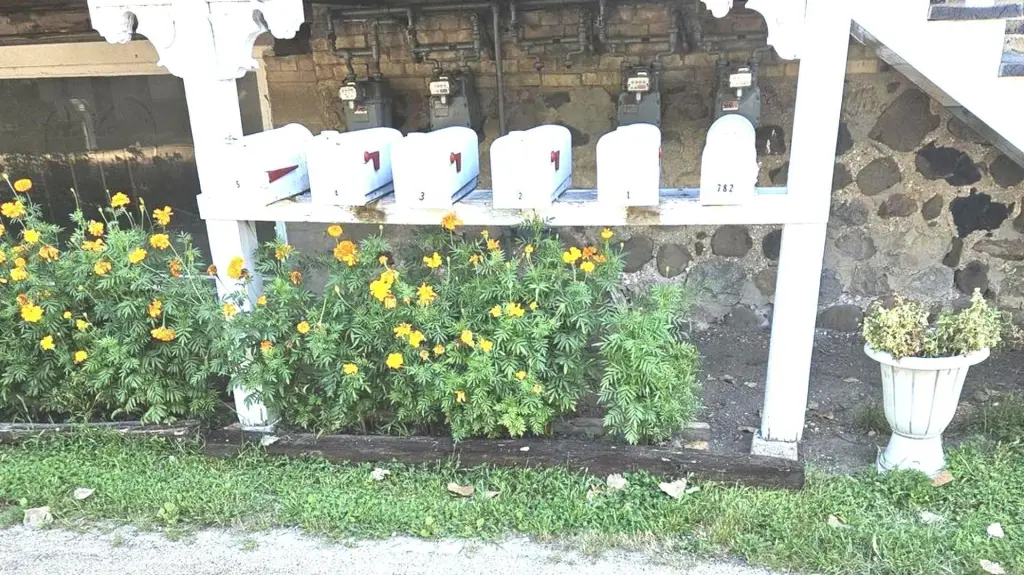 Picture 8