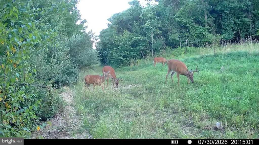 Picture 31