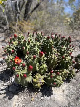 Hunting Land in South Texas