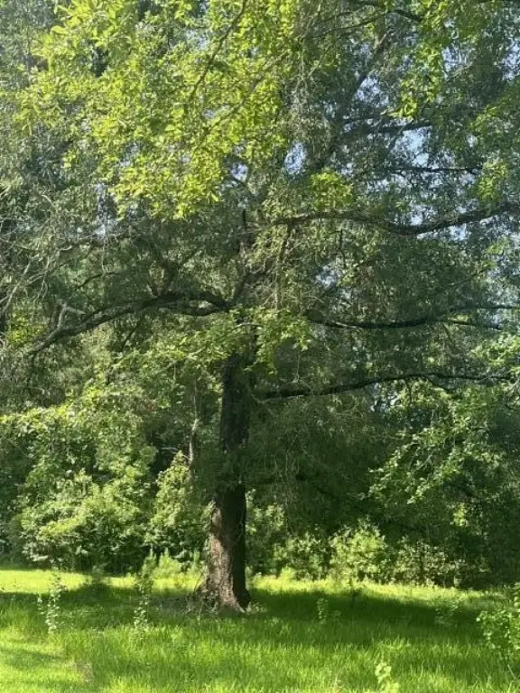 Picture 4