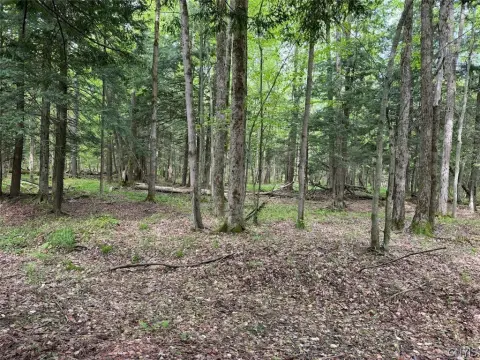 Wooded Hunting Land