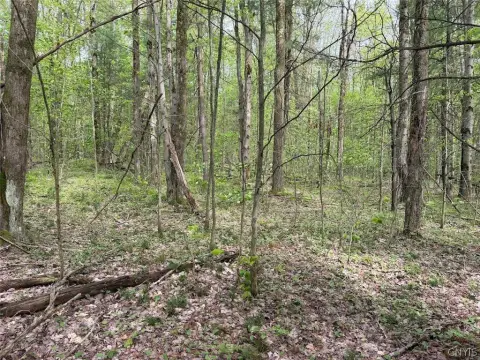 Wooded Hunting Land