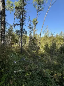 Wooded Hunting Land