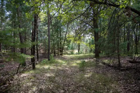 Wooded Land Near Castle Rock