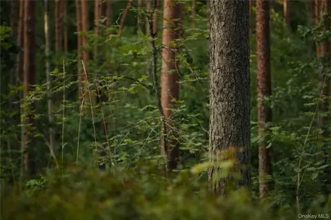 Land in Wooded Setting