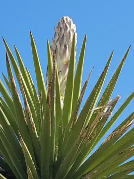 Terlingua Ranch Vacant Land