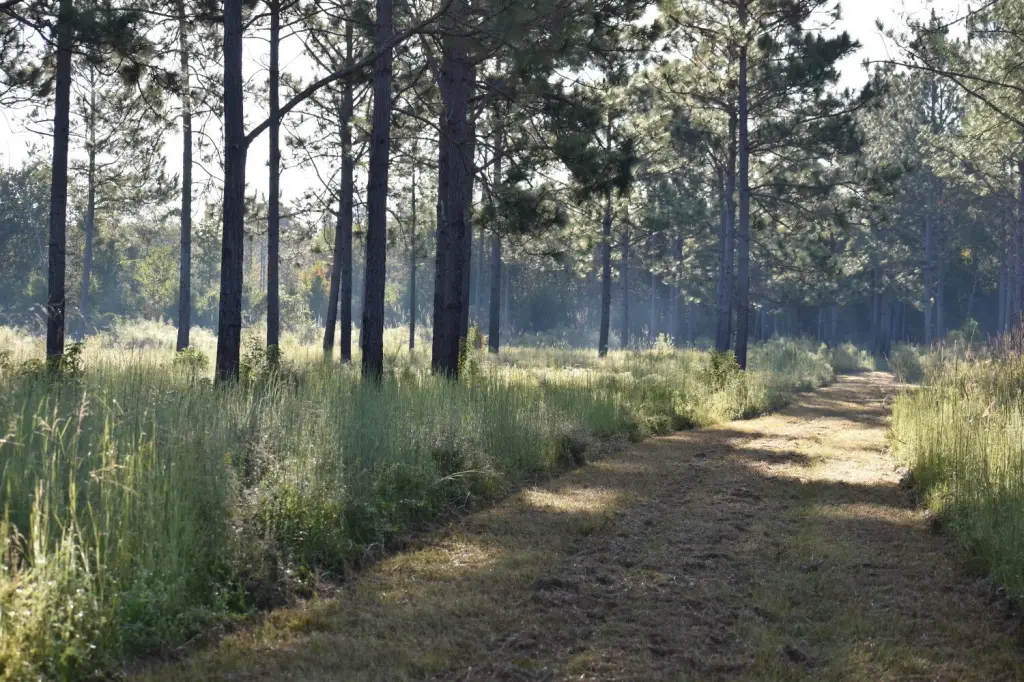 Picture 42