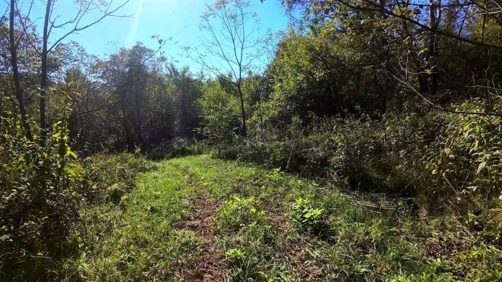 Picture 5