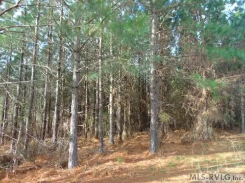 61.09 Acres of Wooded Land