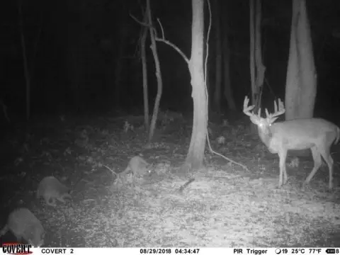 524 Acres Hunting Land Paradise