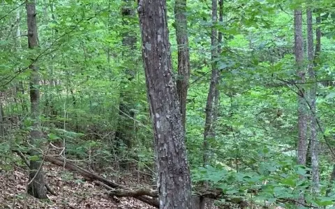 North Georgia Mountain Land Tract