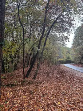 Waterloo, AL Wooded Recreational Land