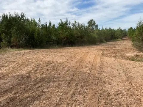 Hunting Land with Planted Pines