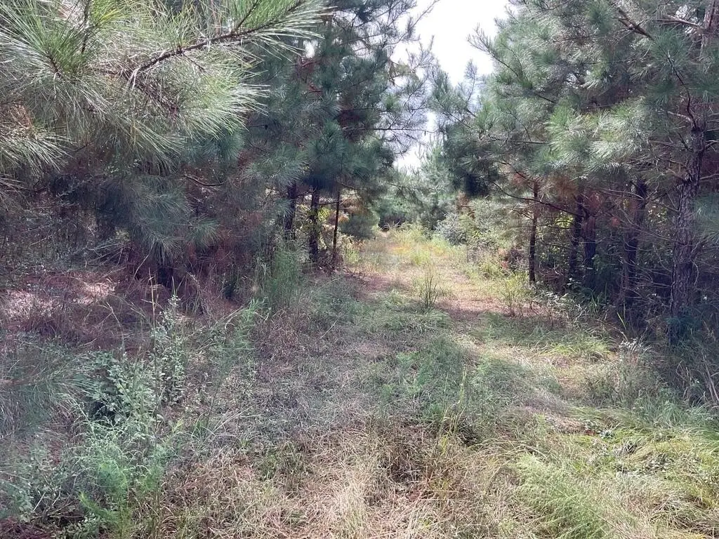 Picture 13