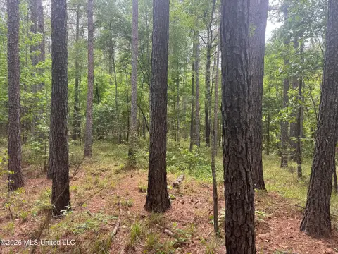 Pine Timber Hunting Land