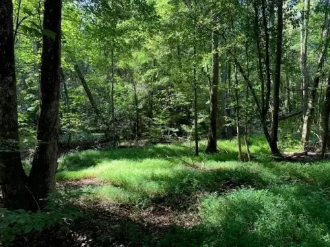 Commercial Land with Creek
