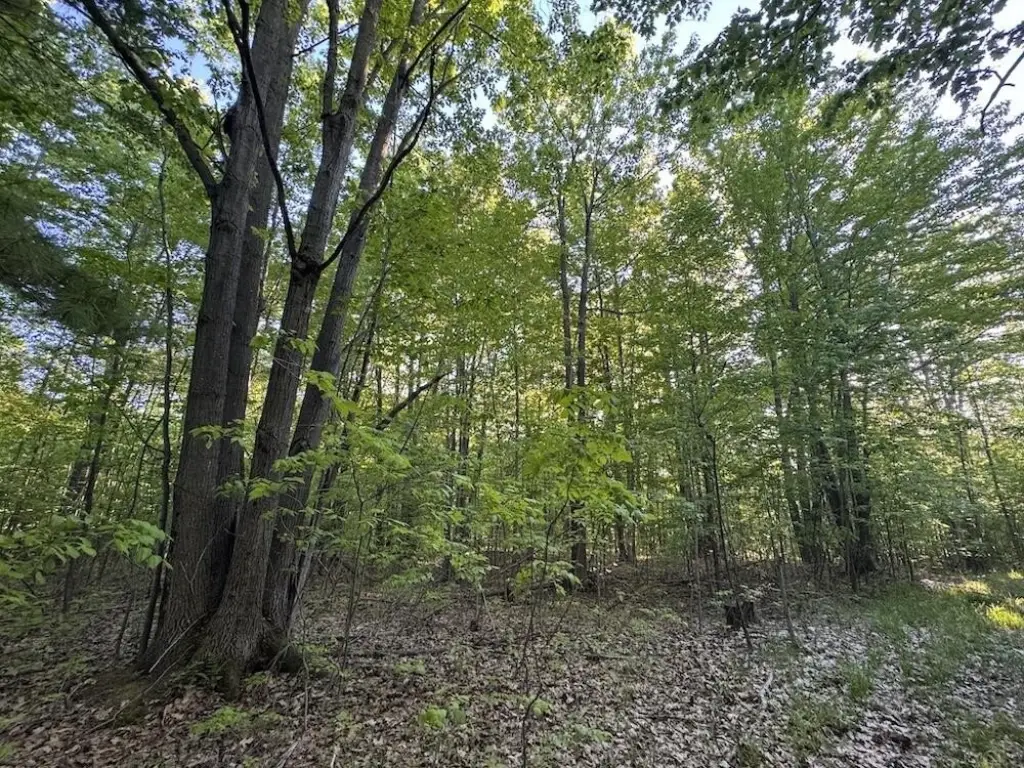 Picture 39