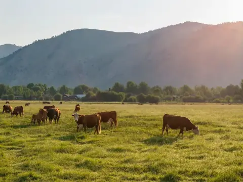 Historic Jackson Hole Land Parcel
