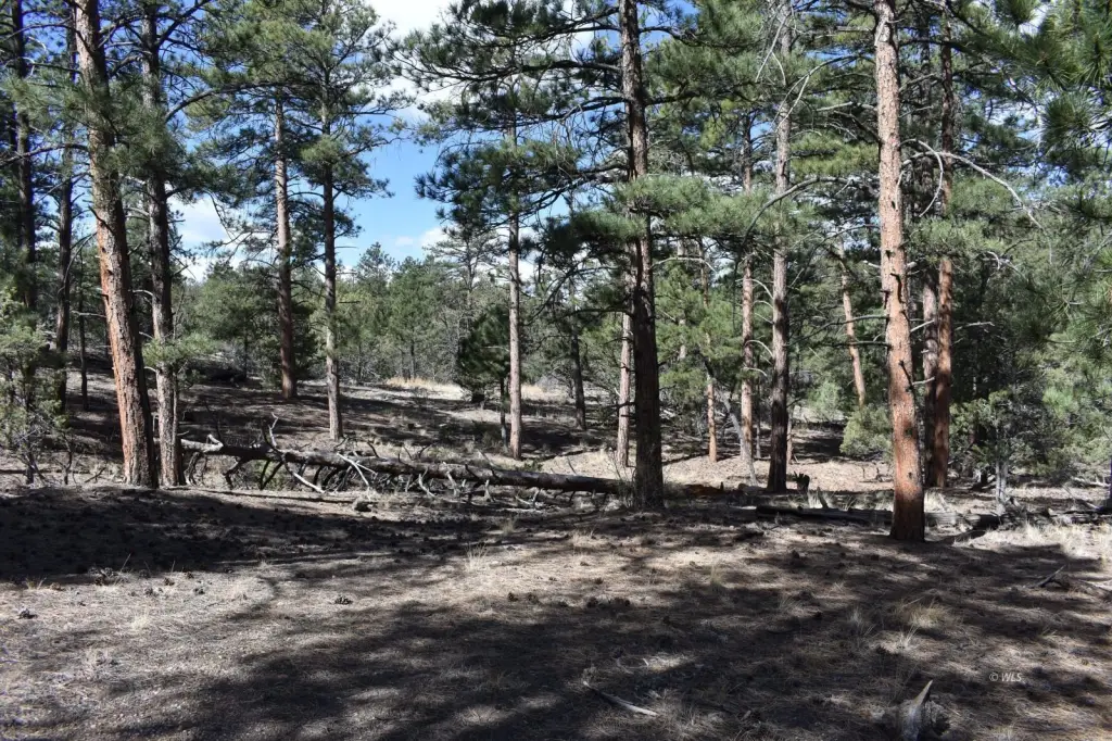 Picture 5