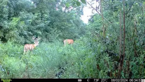 Kentucky Hunting Land For Sale