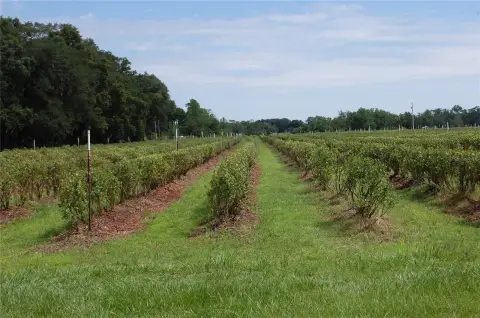 Certified Organic Blueberry Farm