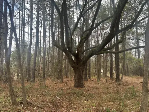 Johns Island Acre Lot