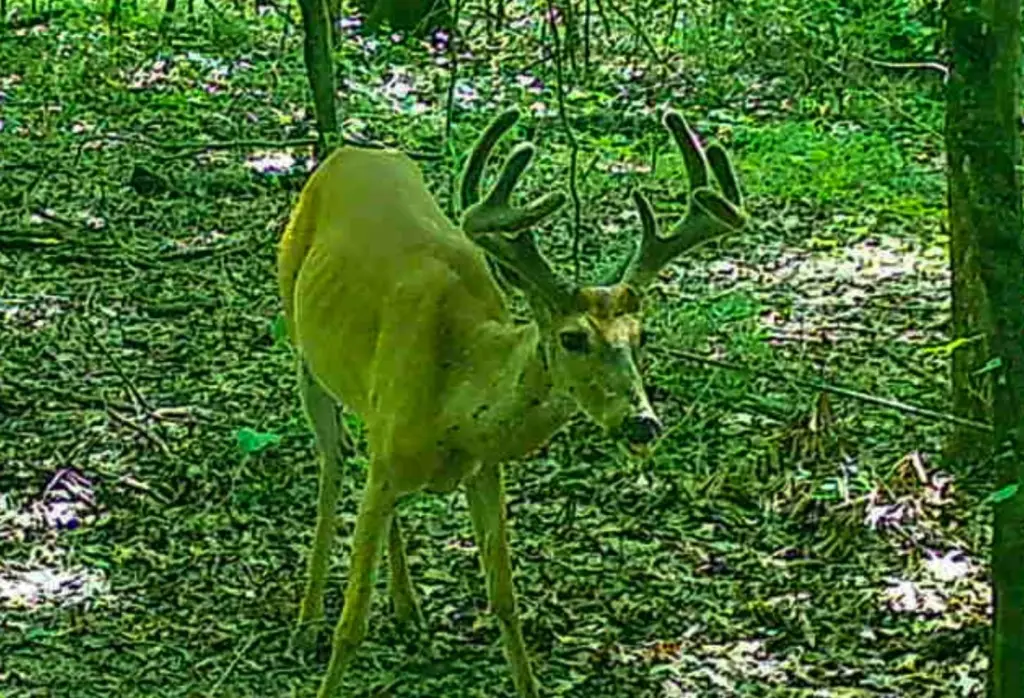 Picture 39