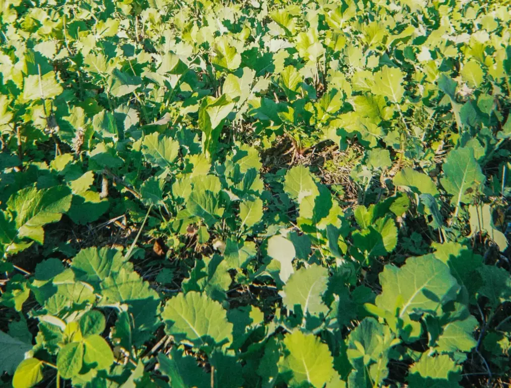 Picture 32