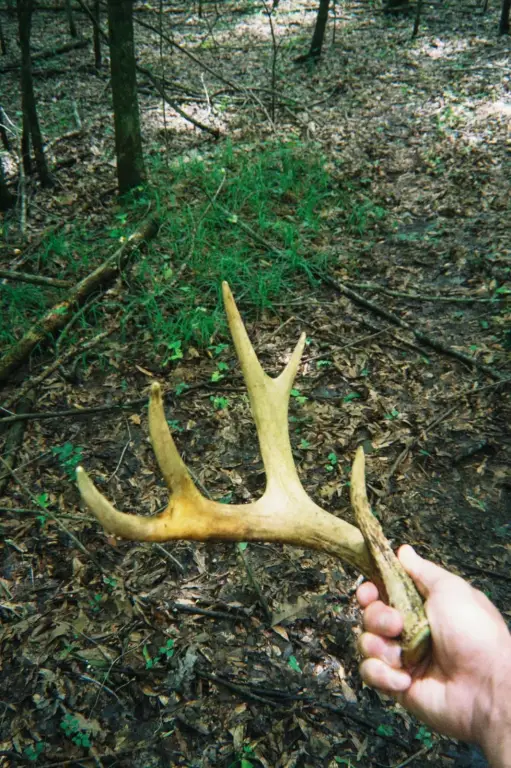 Picture 38